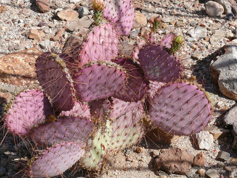 Файл:Opuntia gosseliniana 1200px.JPG