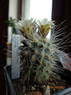 Pediocactus paradinei 2.jpg