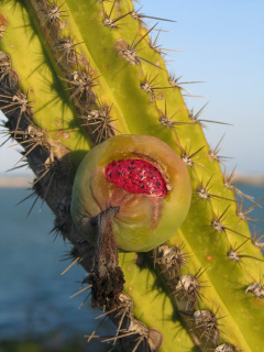 Pilosocereus catingicola subsp. salvadorensis h1.jpg