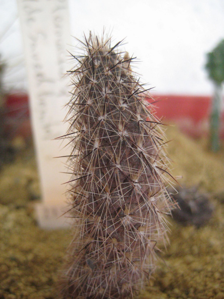 Файл:Pterocactus sp.(de Savzel bonito).jpg
