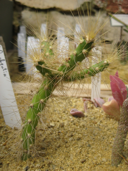 Файл:Quiabentia zehntneri.jpg