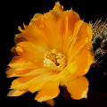 Rebutia einsteinii ssp. einsteinii KK873