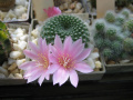 Rebutia sp.