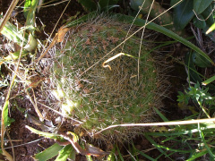 Rebutia minuscula 6.JPG