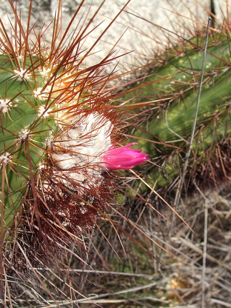 Файл:Coleocephalocereus purpureus 6.JPG