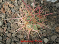 Echinocactus polycephalus ssp. xeranthemoides 2.jpg