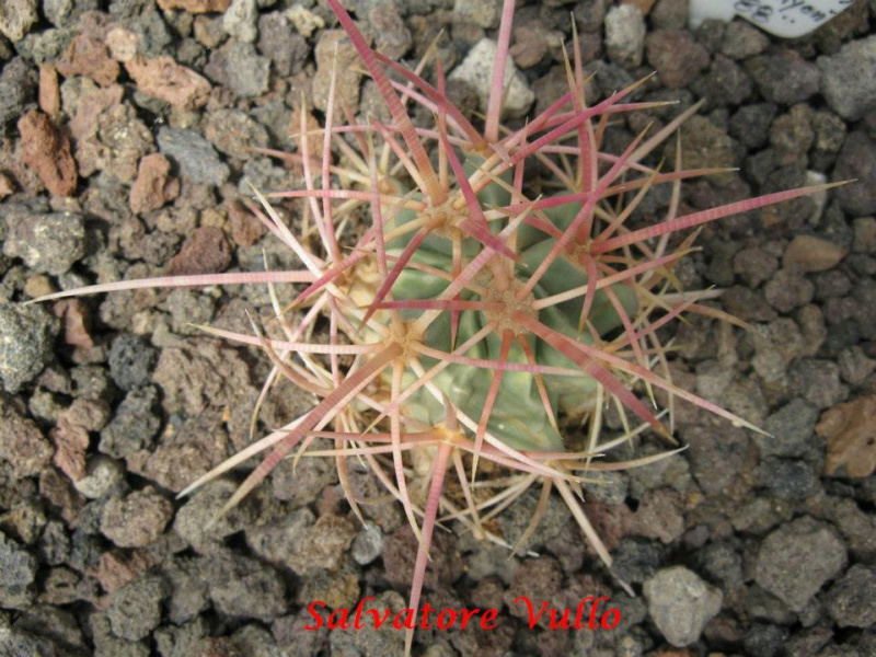 Файл:Echinocactus polycephalus ssp. xeranthemoides 2.jpg