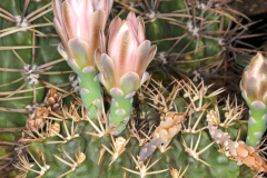 Gymnocalycium marsoneri pm.jpg