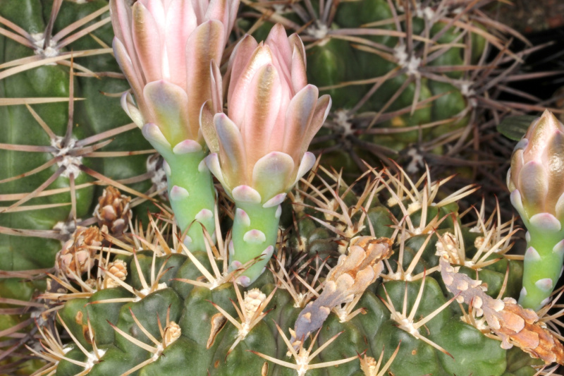 Файл:Gymnocalycium marsoneri pm.jpg