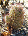 Mammillaria dioica 5.JPG