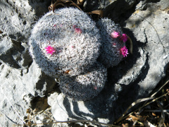 Mammillaria klissingiana 5.jpg