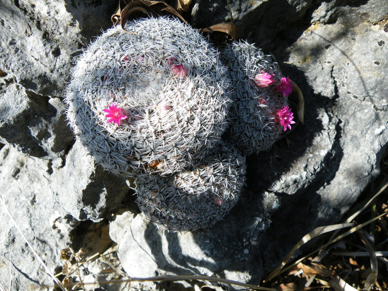 Файл:Mammillaria klissingiana 5.jpg