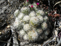 Mammillaria sphacelata 2.jpg
