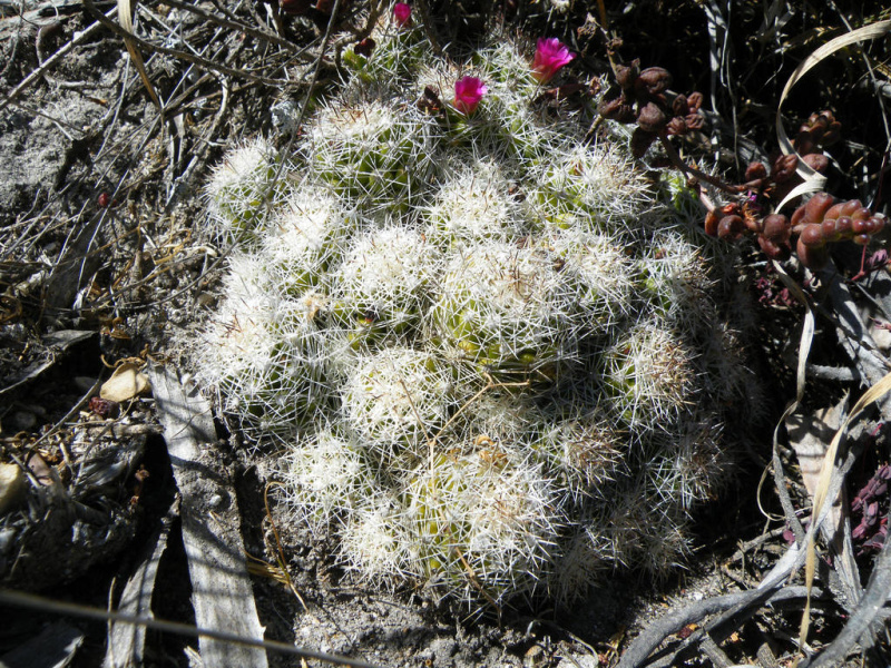 Файл:Mammillaria sphacelata 2.jpg