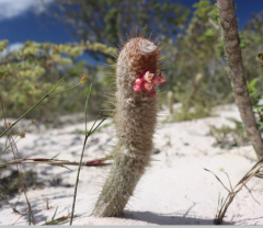 Micranthocereus polyanthus ssp. alvinii.jpg