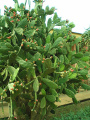 Nopalea cochenillifera