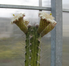 Rauhocereus riosanensis.jpg