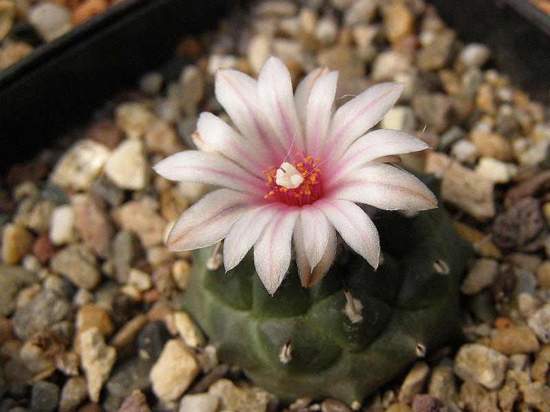 Файл:T. schmiedickeanus bonatzii.jpg