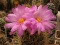 Thelocactus bicolor ssp. bicolor var. wagnerianus