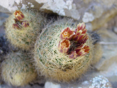 Acharagma roseanum ssp. roseanum 5hab.jpg