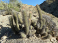 Cleistocactus buchtienii 70.JPG