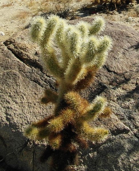Файл:Cylindropuntia bigelovii 10.JPG