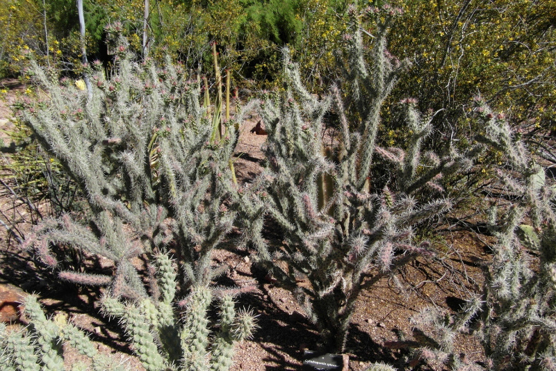 Файл:Cylindropuntia spinosior 4.JPG