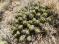 Echinocereus cinerascens ssp. septentrionalis.jpg