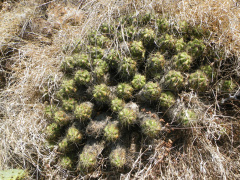Echinocereus cinerascens ssp. septentrionalis.jpg