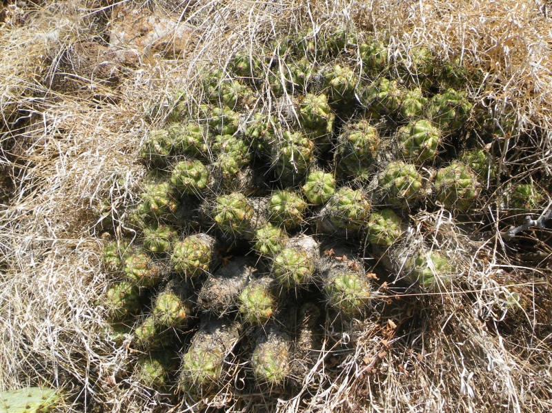 Файл:Echinocereus cinerascens ssp. septentrionalis.jpg