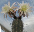 Echinopsis tacaquirensis