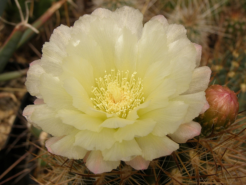 Файл:Eriosyce chilensis 5.jpg