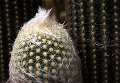 Espostoa superba 1.jpg