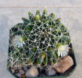 Mammillaria camptotricha albescens 2.JPG