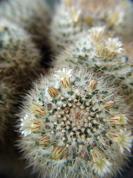 Файл:Mammillaria karwinskiana 1.jpg