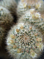 Mammillaria karwinskiana 1.jpg