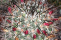 Mammillaria rekoi ssp rekoi pm 1.JPG
