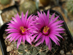 Mammillaria wrightii ssp. wrightii 1.jpg