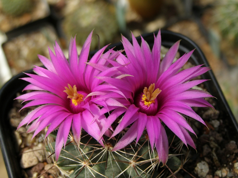 Файл:Mammillaria wrightii ssp. wrightii 1.jpg