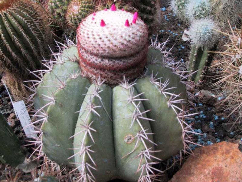 Файл:Melocactus warasii.jpg