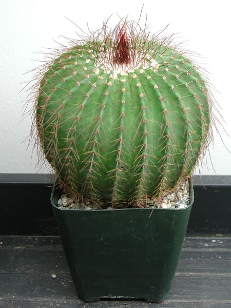 Файл:Parodia schumanniana ssp. schumanniana b.jpg