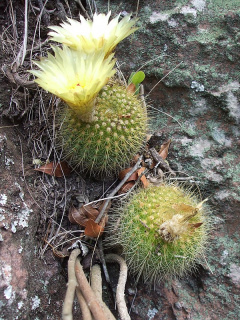 Parodia werdermanniana h6.JPG