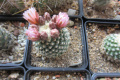 Pediocactus knowltonii SB304 20140408.JPG