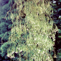 Rhipsalis juengeri