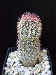 Echinocereus pectinatus ssp. ctenoides.jpg