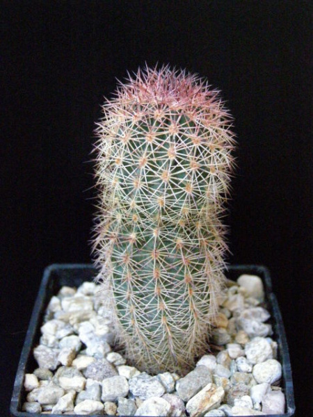 Файл:Echinocereus pectinatus ssp. ctenoides.jpg