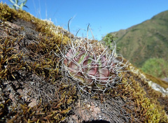 Echinopsis ancistrophora 11.JPG