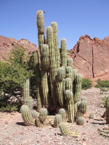 Файл:Echinopsis tacaquirensis .JPG