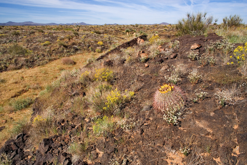 Файл:Ferocactus wislizeni h1.jpg