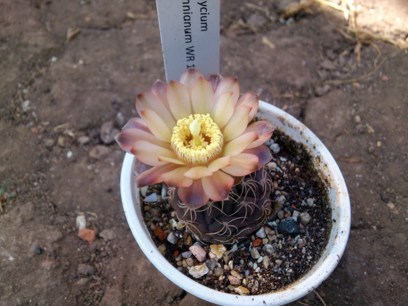 Файл:Gymnocalycium uebelmannianum WR141.jpg